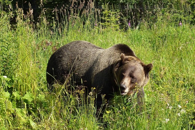 More Details Surface About Fatal Grizzly Attack in Montana