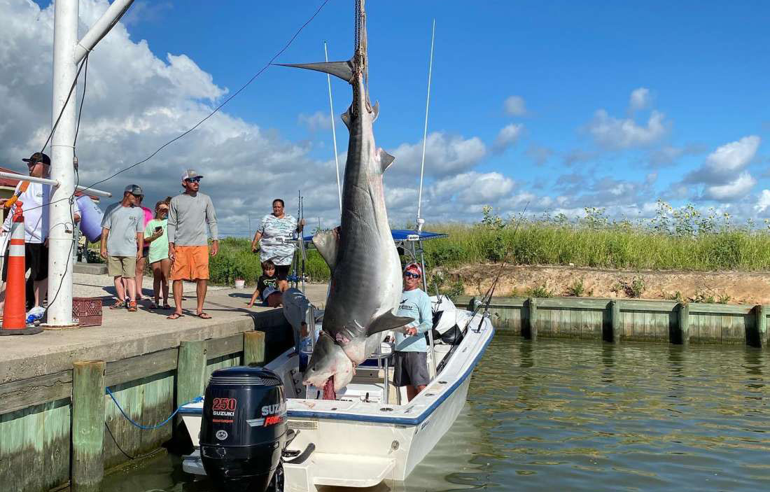 1,000-Pound Tiger Shark Caught in Texas Tournament