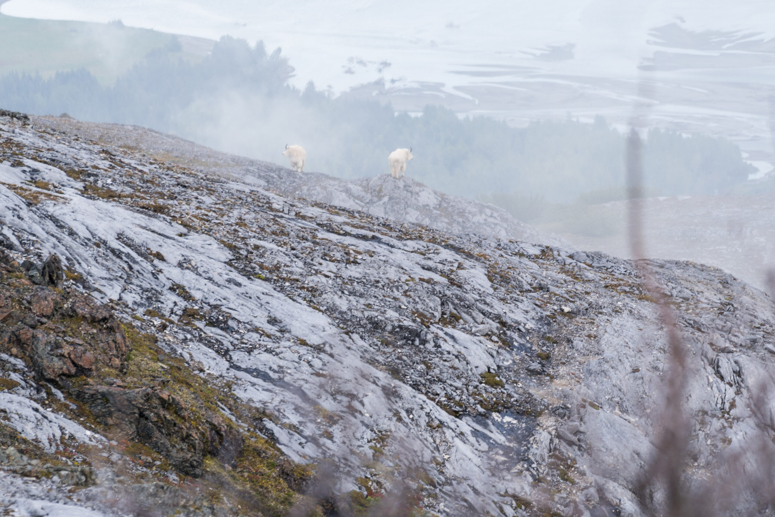 Two billy mountain goats, standing in the fog.