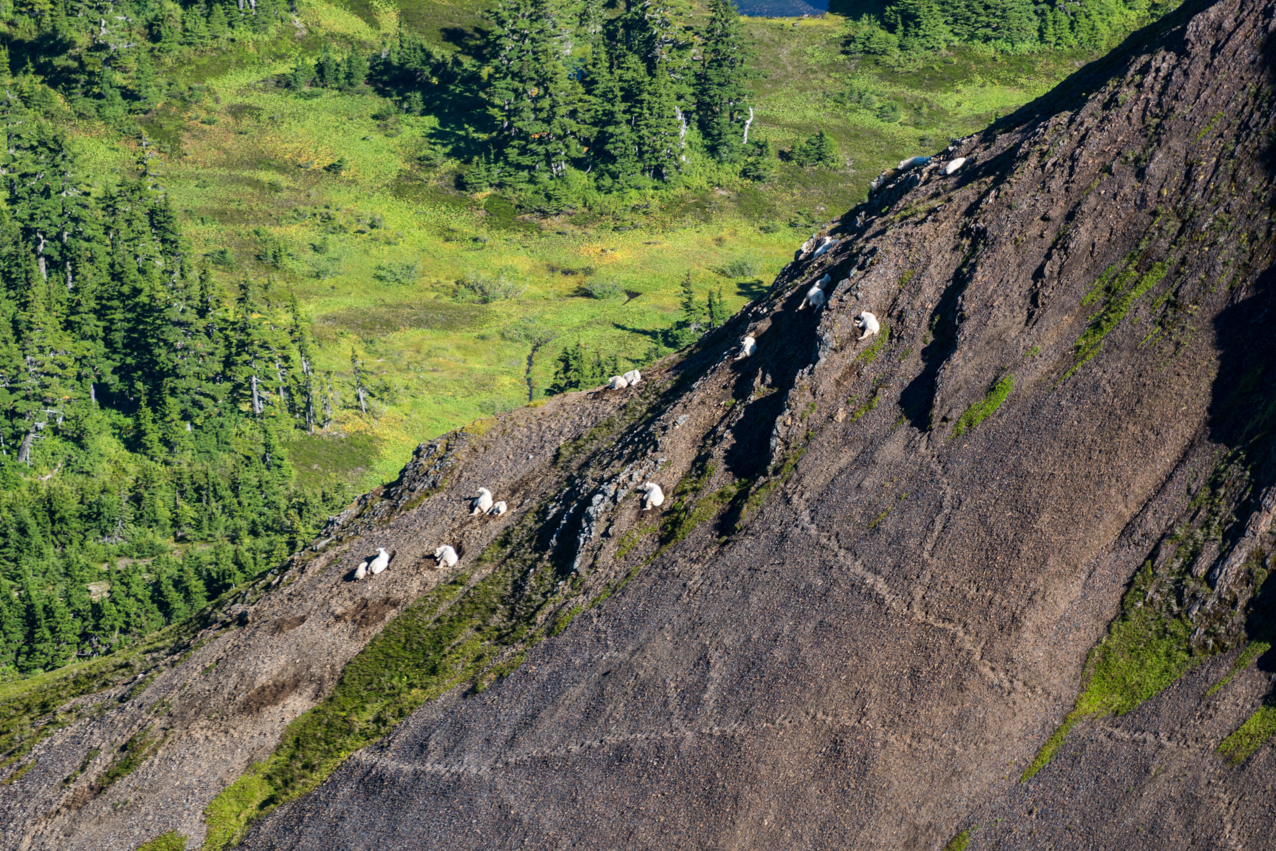 A herd of mountain goats, resting on a rock mountainside.