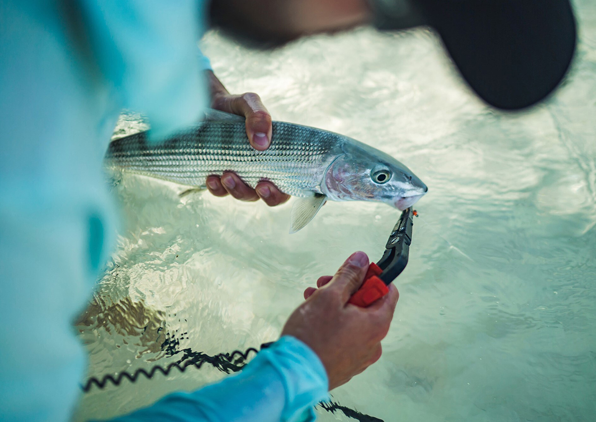 Jual BEST SELLER New Aluminum Alloy Fishing Pliers Split Ring Cutters -  Kab. Banyumas - Timaxx | Tokopedia
