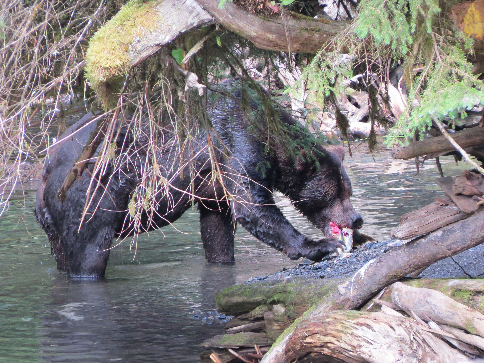 A brown bear in the Tongass.