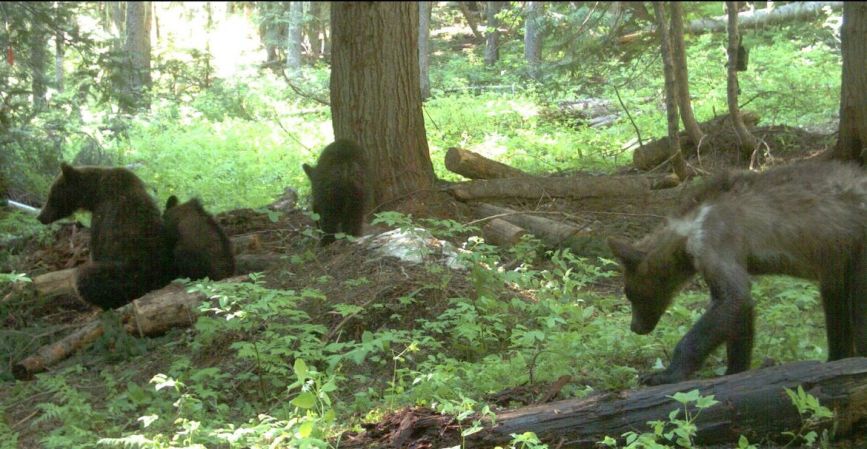 Officials Capture and Collar First Sow Grizzly for Study in Washington State