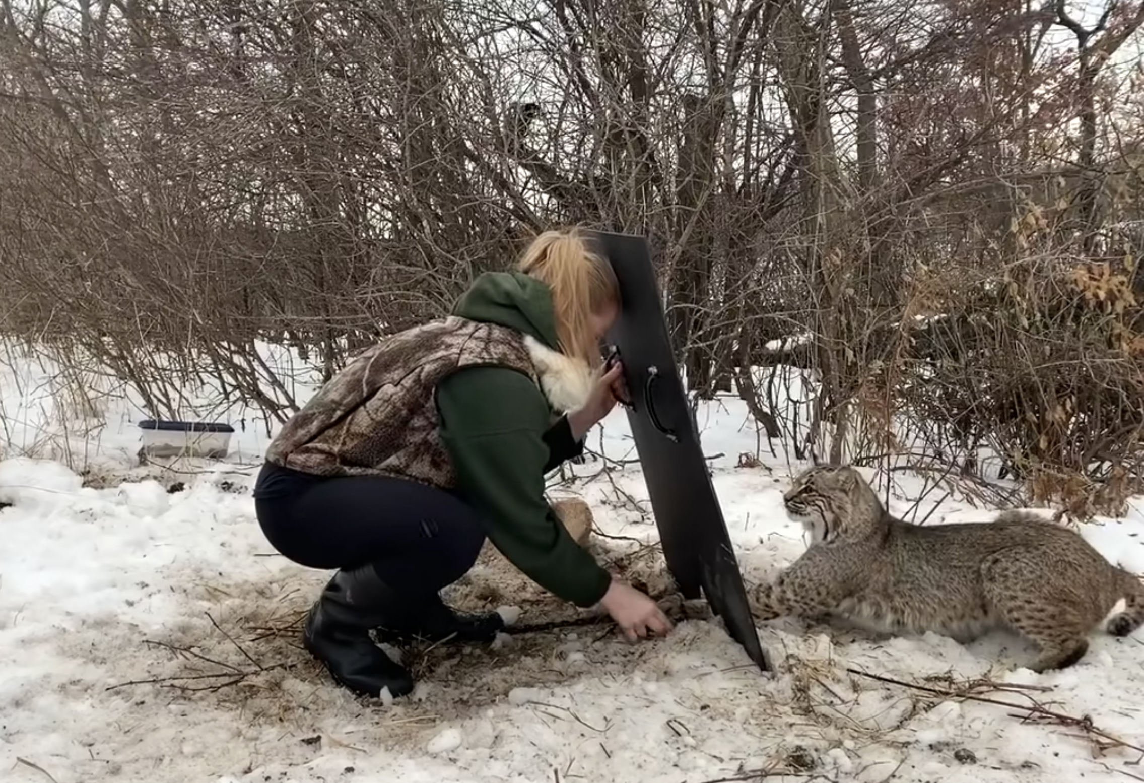 Wisconsin trapper releases bobcat with a shield.