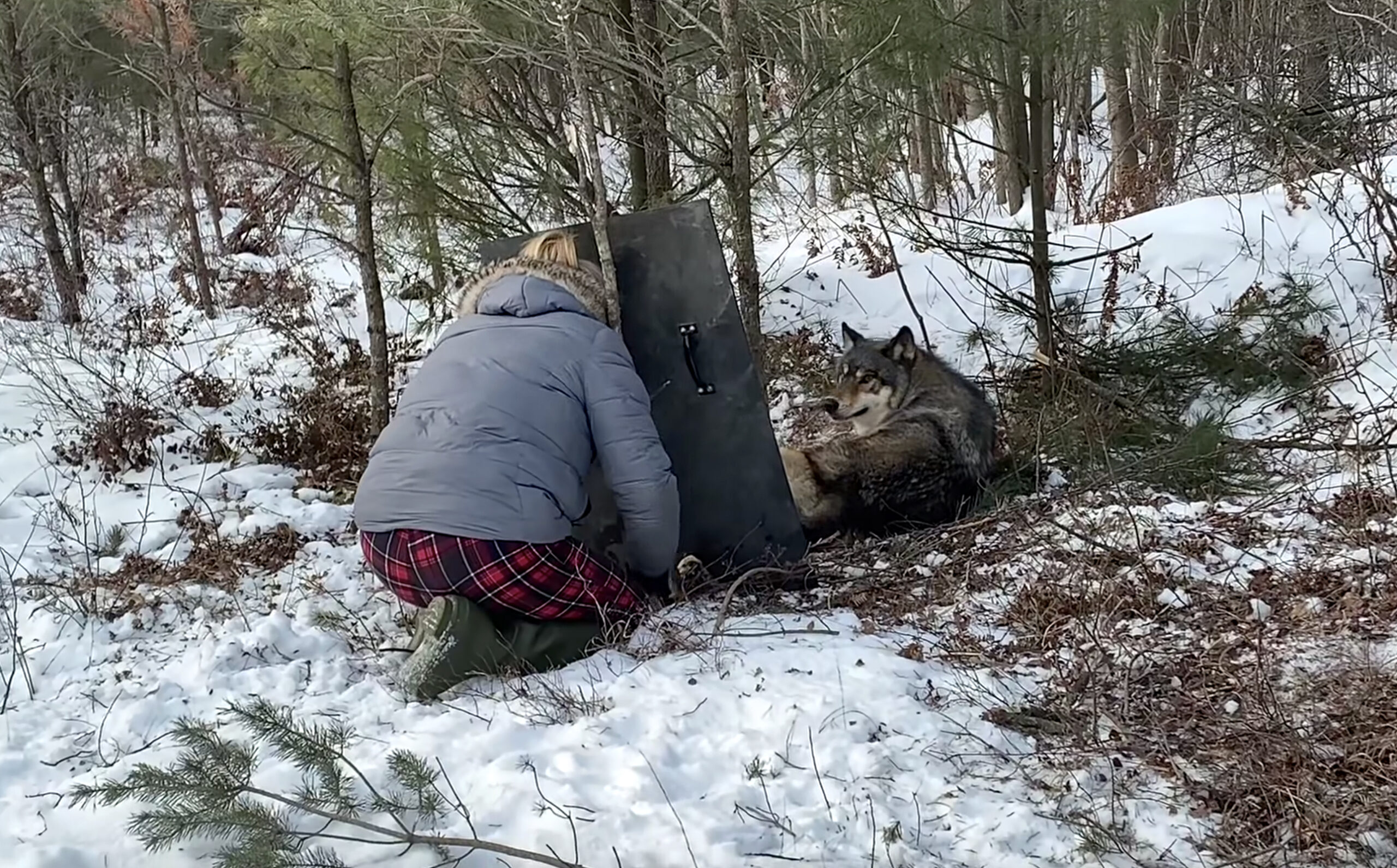 Wisconsin trapper releases wolf with a shield.