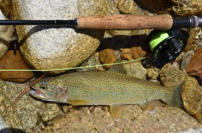 Montana and Idaho Address Low Water, High Temps for Trout with Different Regs