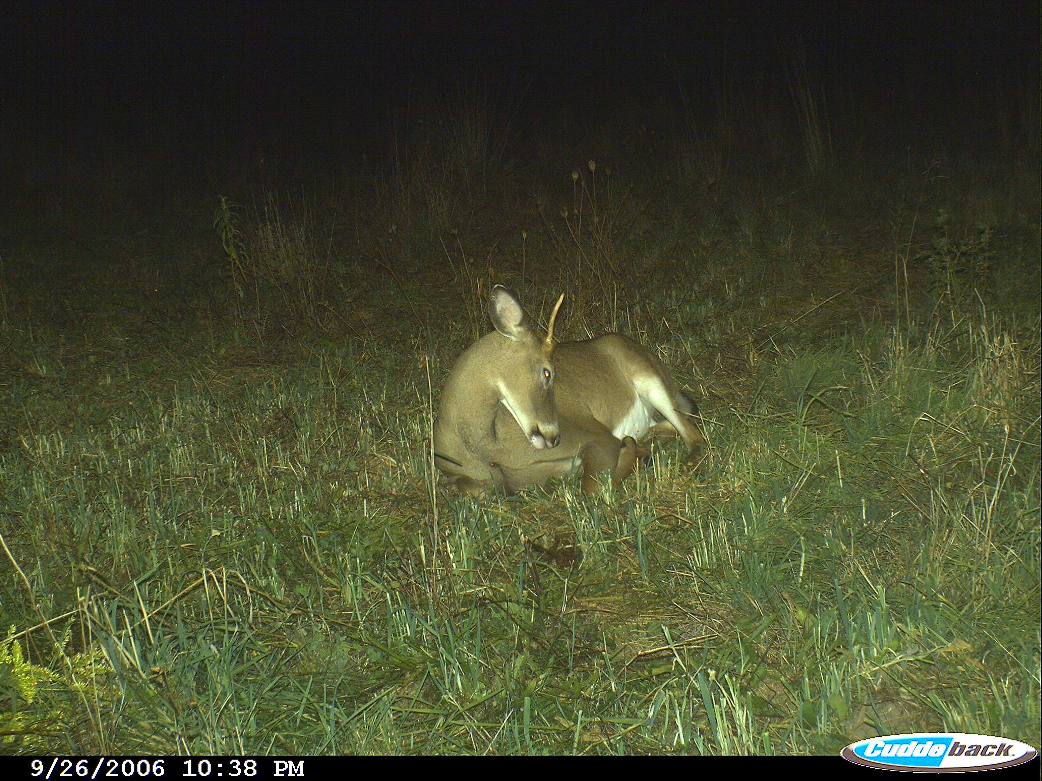 Deer bedded in front of trail camera