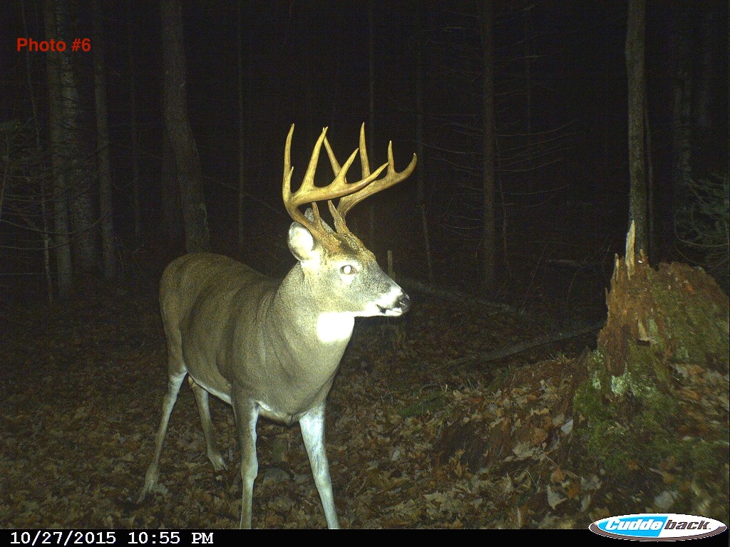 Can Deer See Trail Camera Flash and Get Spooked? Outdoor Life