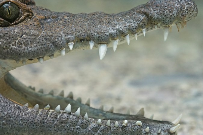 California Teen Attacked by 12-foot Crocodile in Mexico