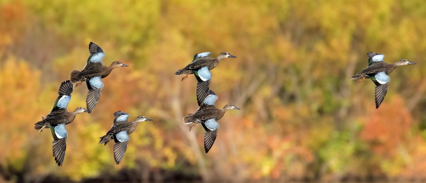 How to Kill a Limit of Teal This September Without a Single Floating Decoy