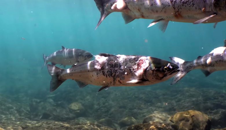 Columbia River Salmon Reverse Migration Because the Water Is Too Hot