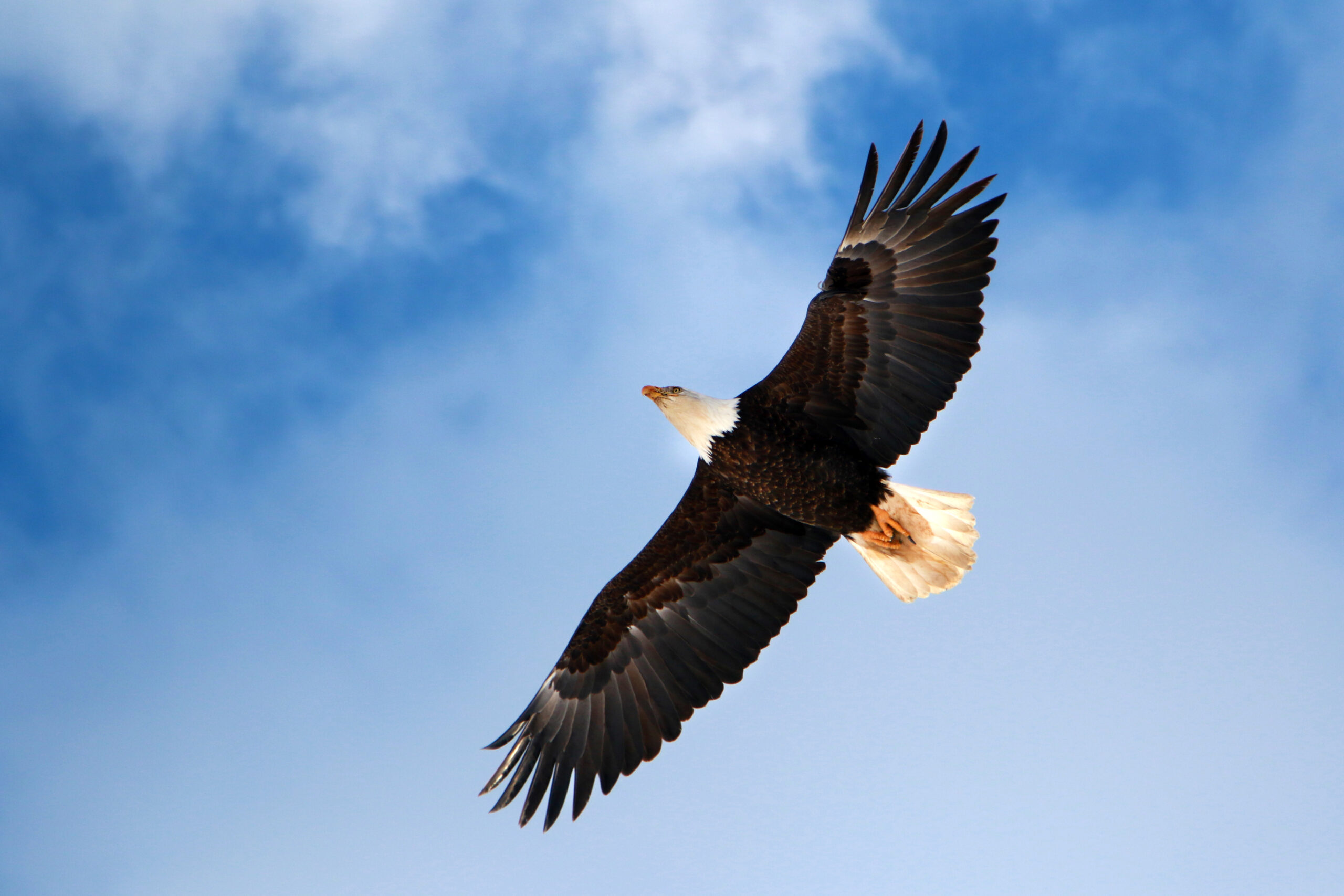 Bald eagle soaring over Adak Island