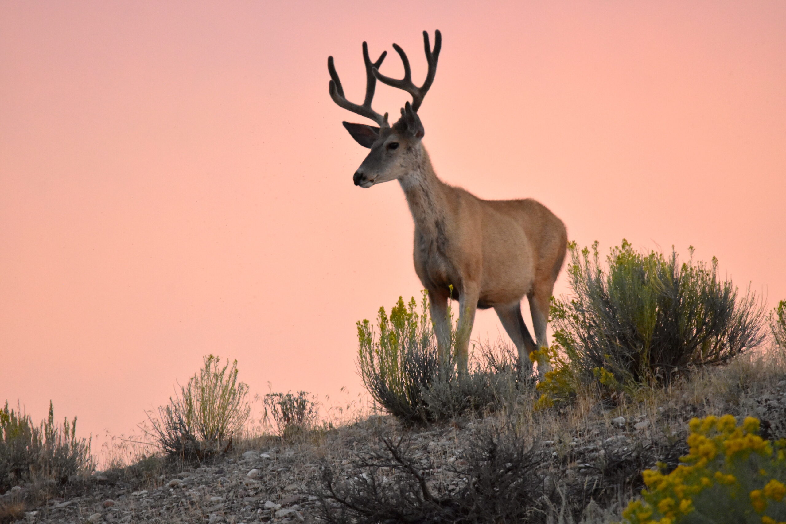 Drought conditions can take a toll on mule deer.