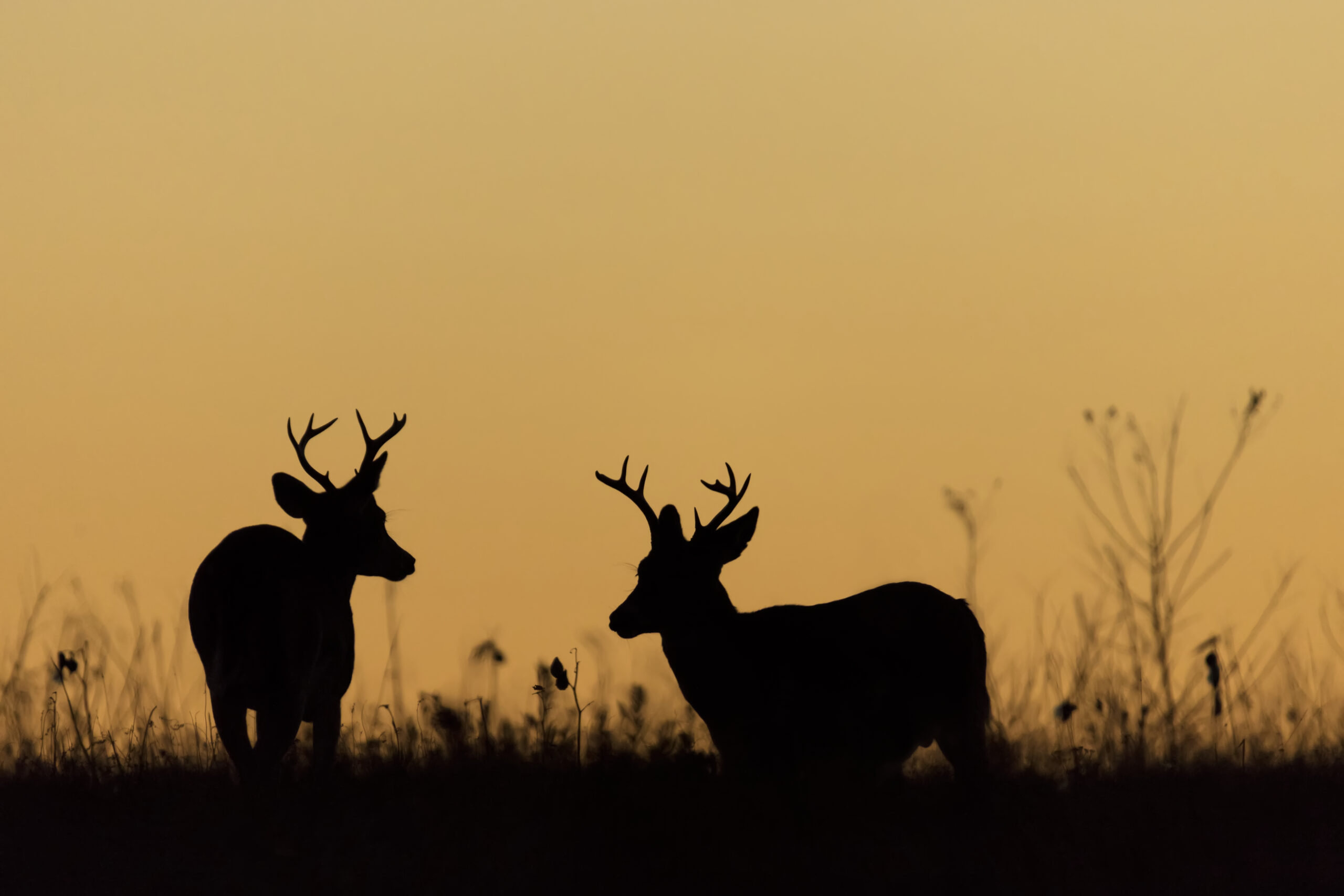 New York's current hunting laws prevents deer hunting after sunset.