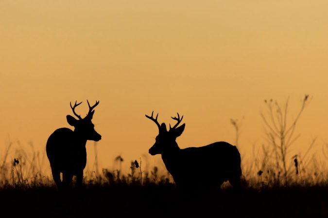 New York Should Let Hunters Shoot Deer During the Best Hunting Hours