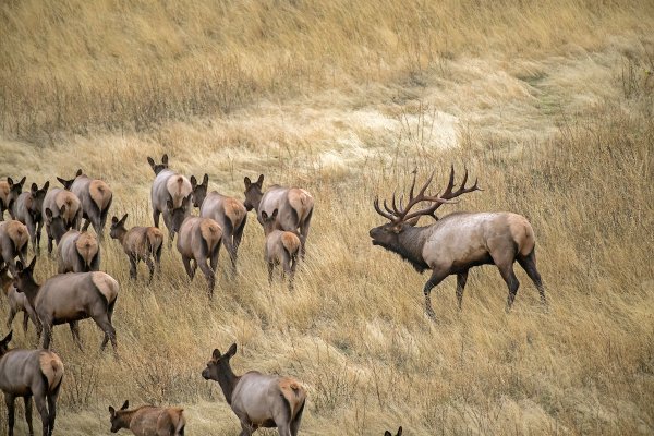 Crowds Moved in on Your Big-Game Hunt? Make the Hunting Pressure Work for You