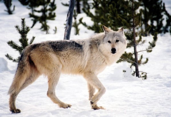 Great Lakes States Are Divided on Wolf Hunting Plans