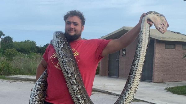 Snake Hunters Remove 223 Invasive Burmese Pythons from the Everglades in Annual Challenge