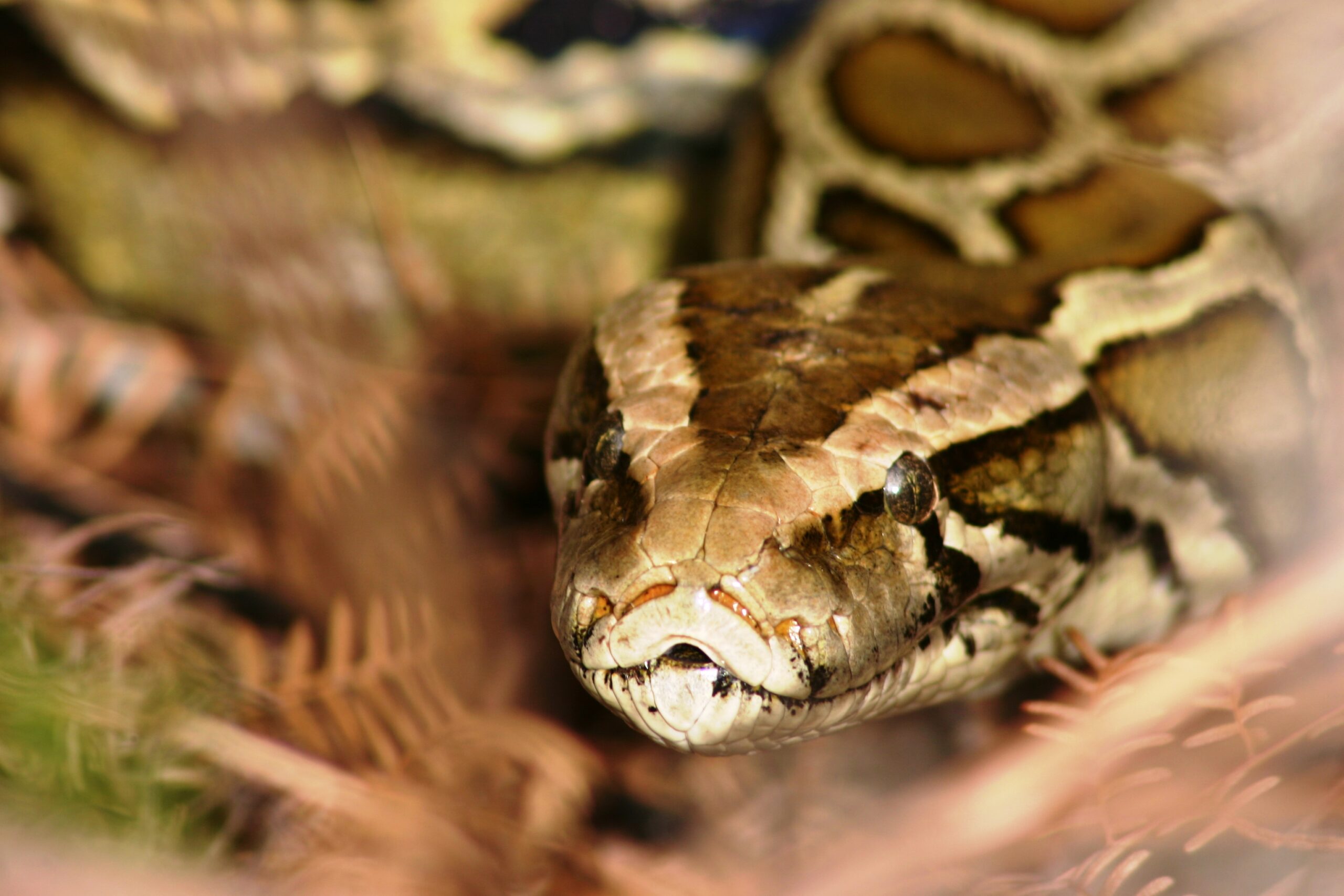 Burmese pythons are removed in the annual Florida Python Challenge.