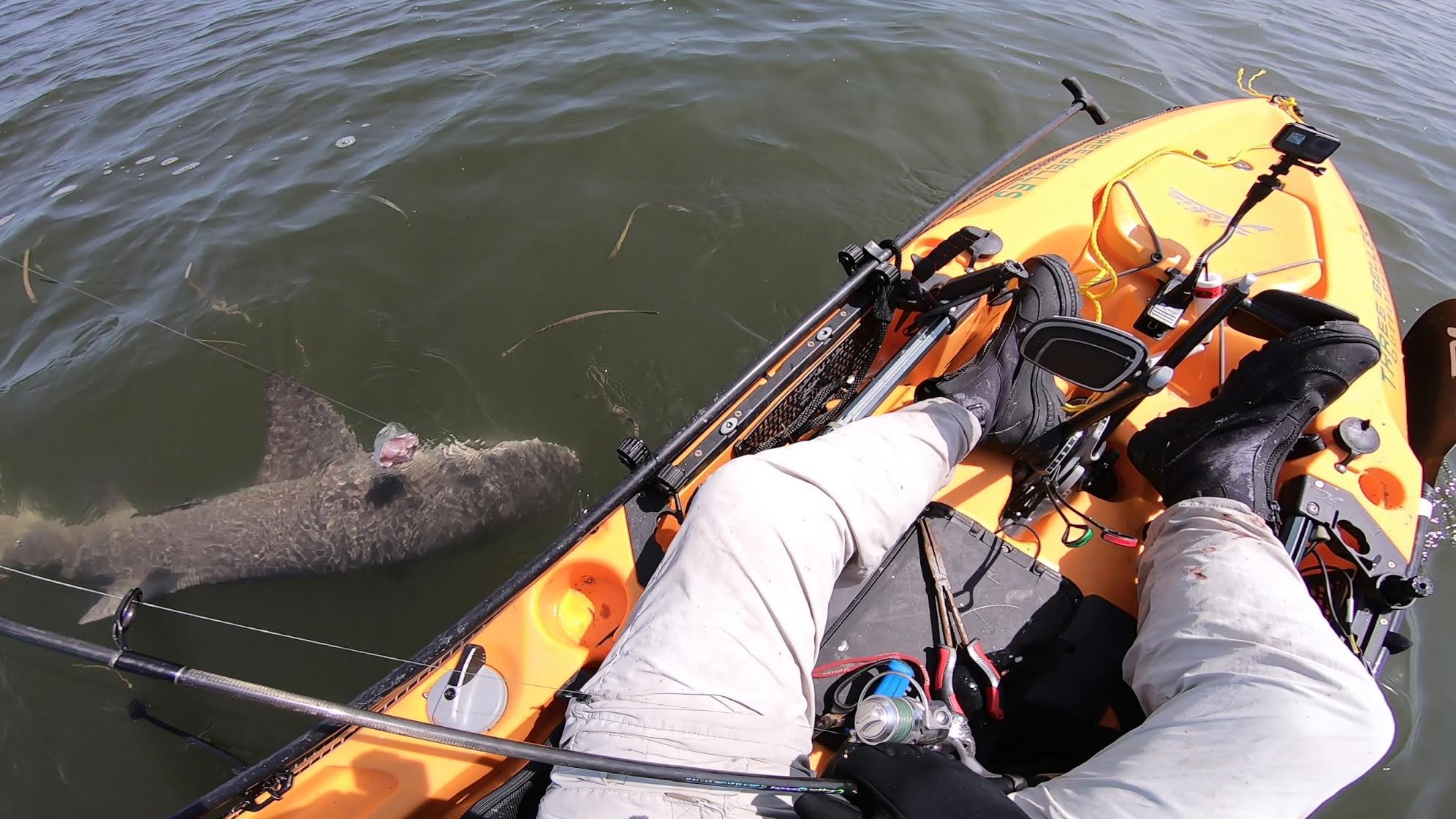 A shark swims next to a fisherman's kayak