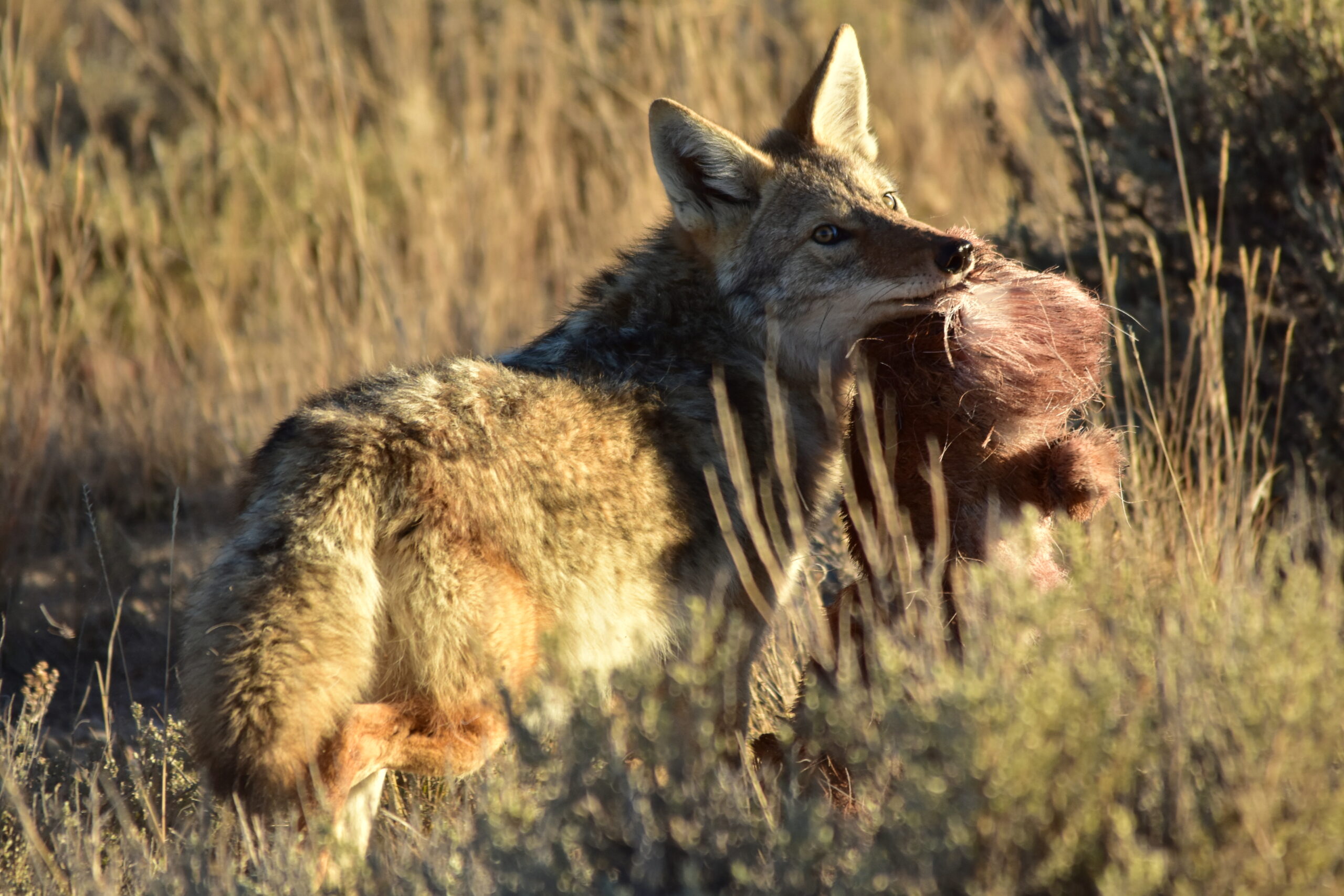 A coyote eats a scrap of roadkilled pronghorn.