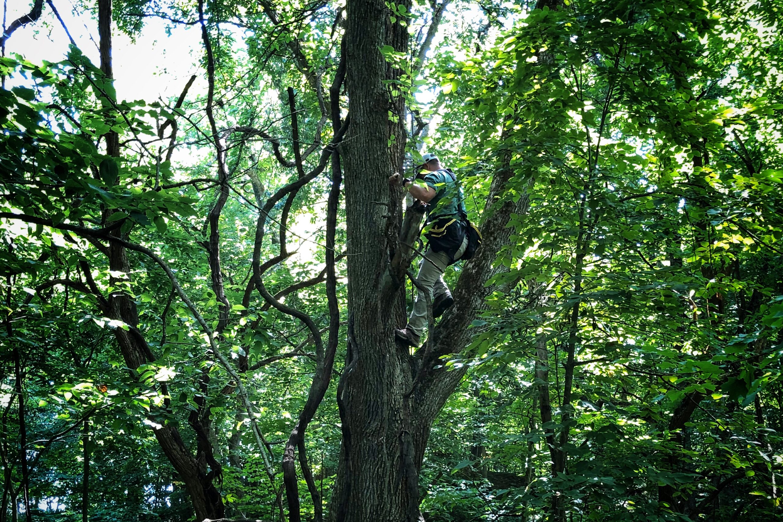 A treestand fall is absolutely preventable with the appropriate safety precautions.