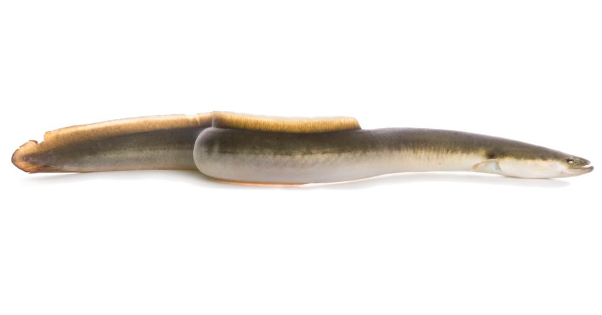 Missouri Catfish Angler Catches New State-Record American Eel