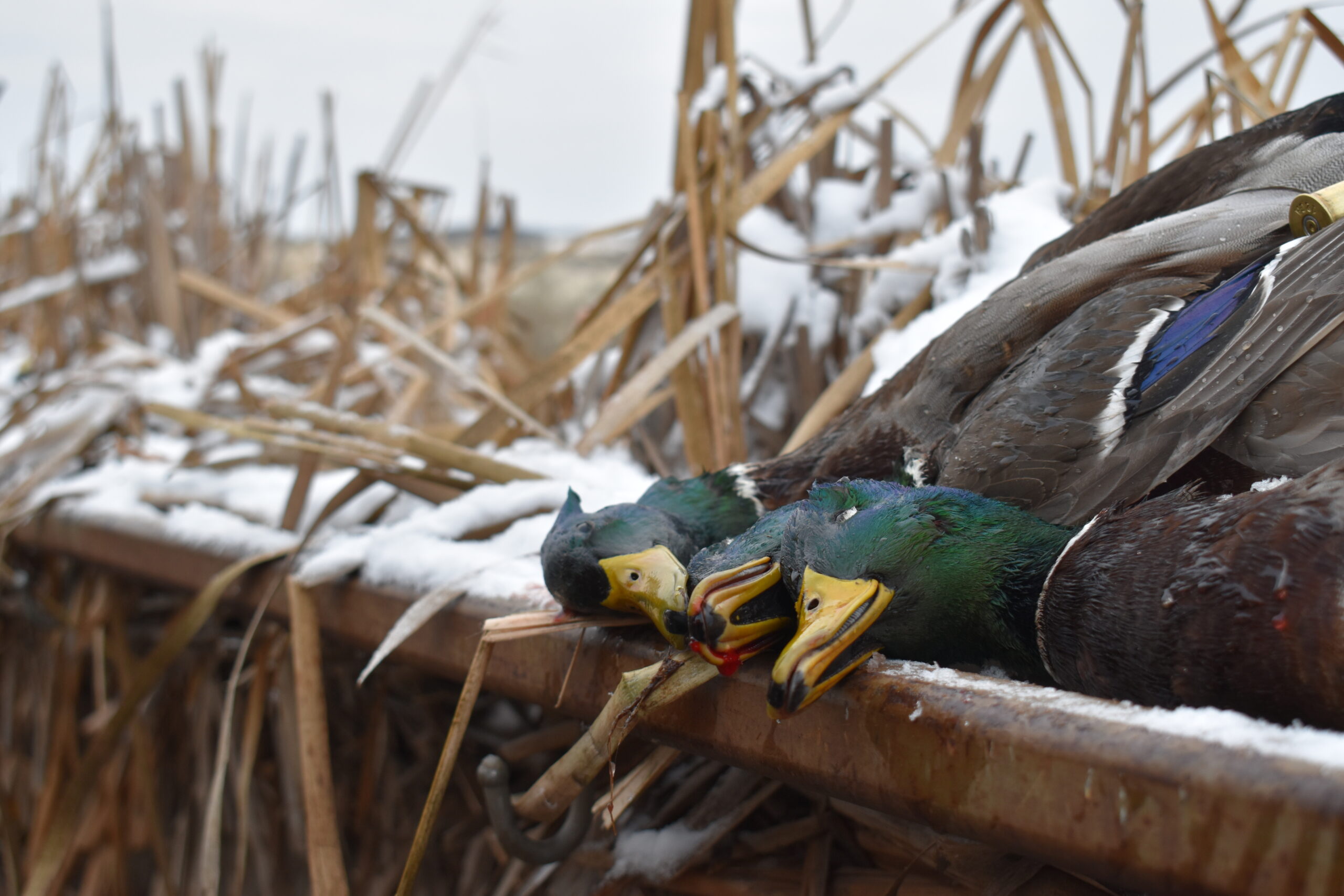 Duck hunter numbers are down.