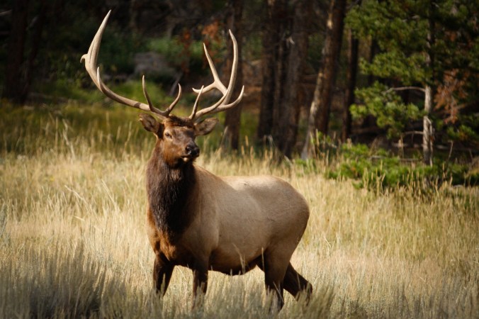 3 Go-to Practice Strategies That Will Make You a Better Bow Shot This Elk Season