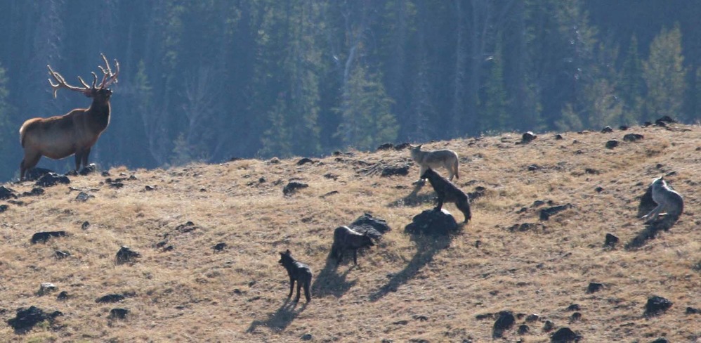 wolves chase elk