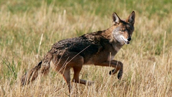 Canada Coyote Attacks May Be Caused By Illegal Drugs