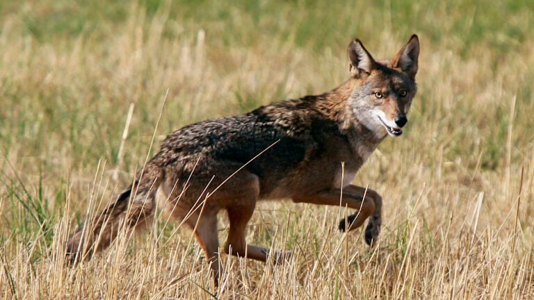 Canada Coyote Attacks May Be Caused By Illegal Drugs