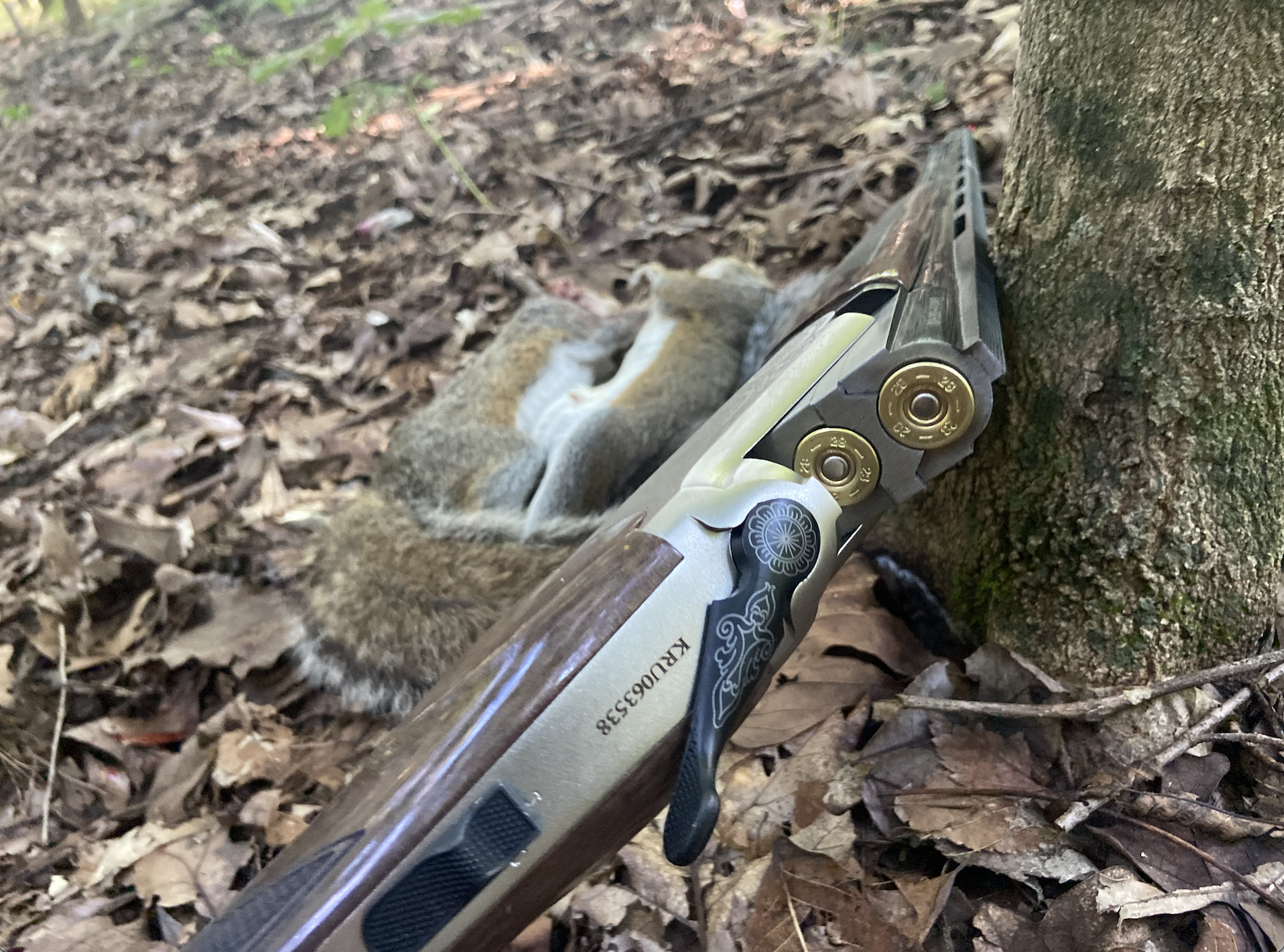 Shotguns are better for squirrel hunting with dogs.