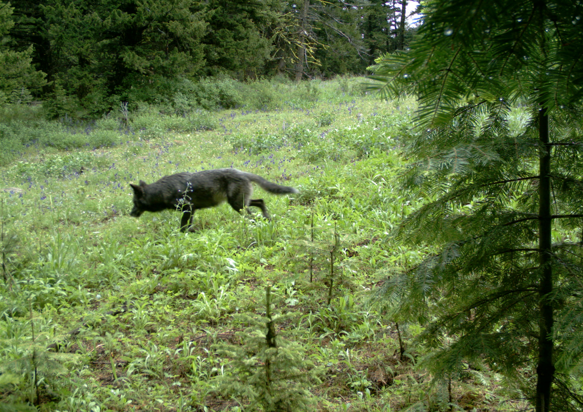 An Oregon wolf captured on trail camera.