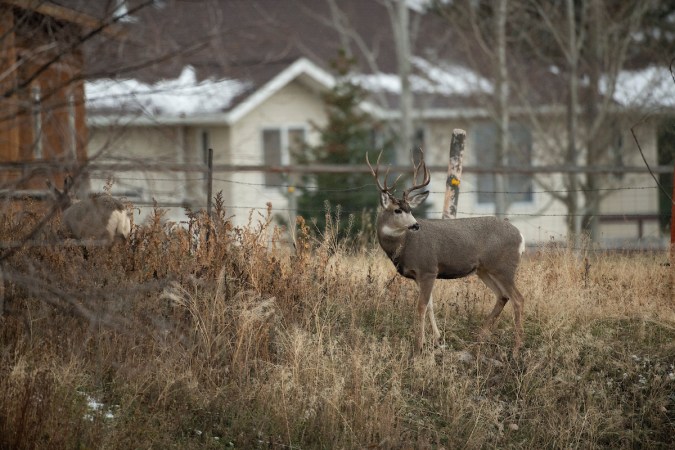 The “Zoom Towns” in the West Could Hurt Big-Game Migrations
