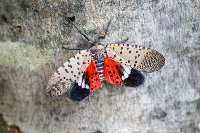 The Invasive Spotted Lanternfly Is Spreading. Here's How You Can Help