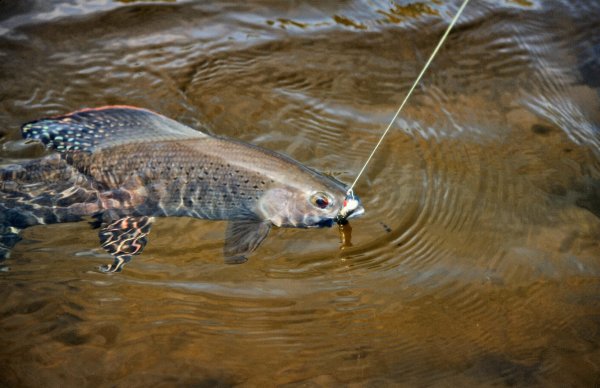 Michigan Will Attempt to Return Arctic Grayling to State Waters