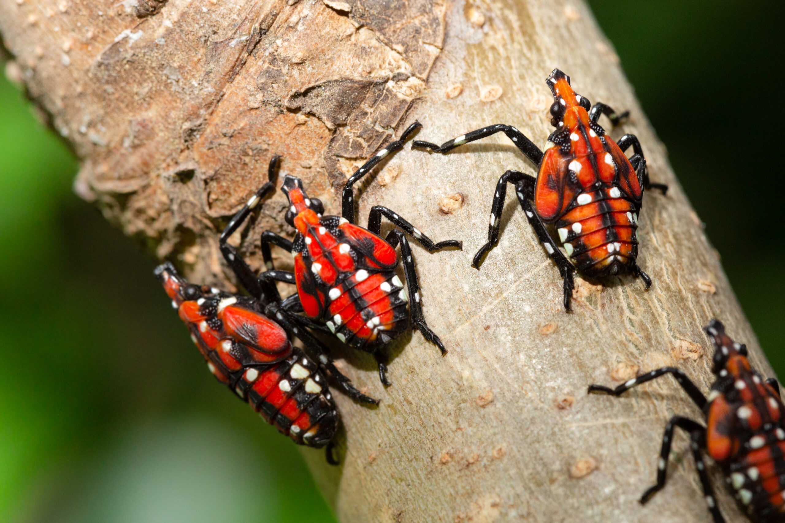 Spotted lanternfly nymphs can be identified by their bright red bodies.
