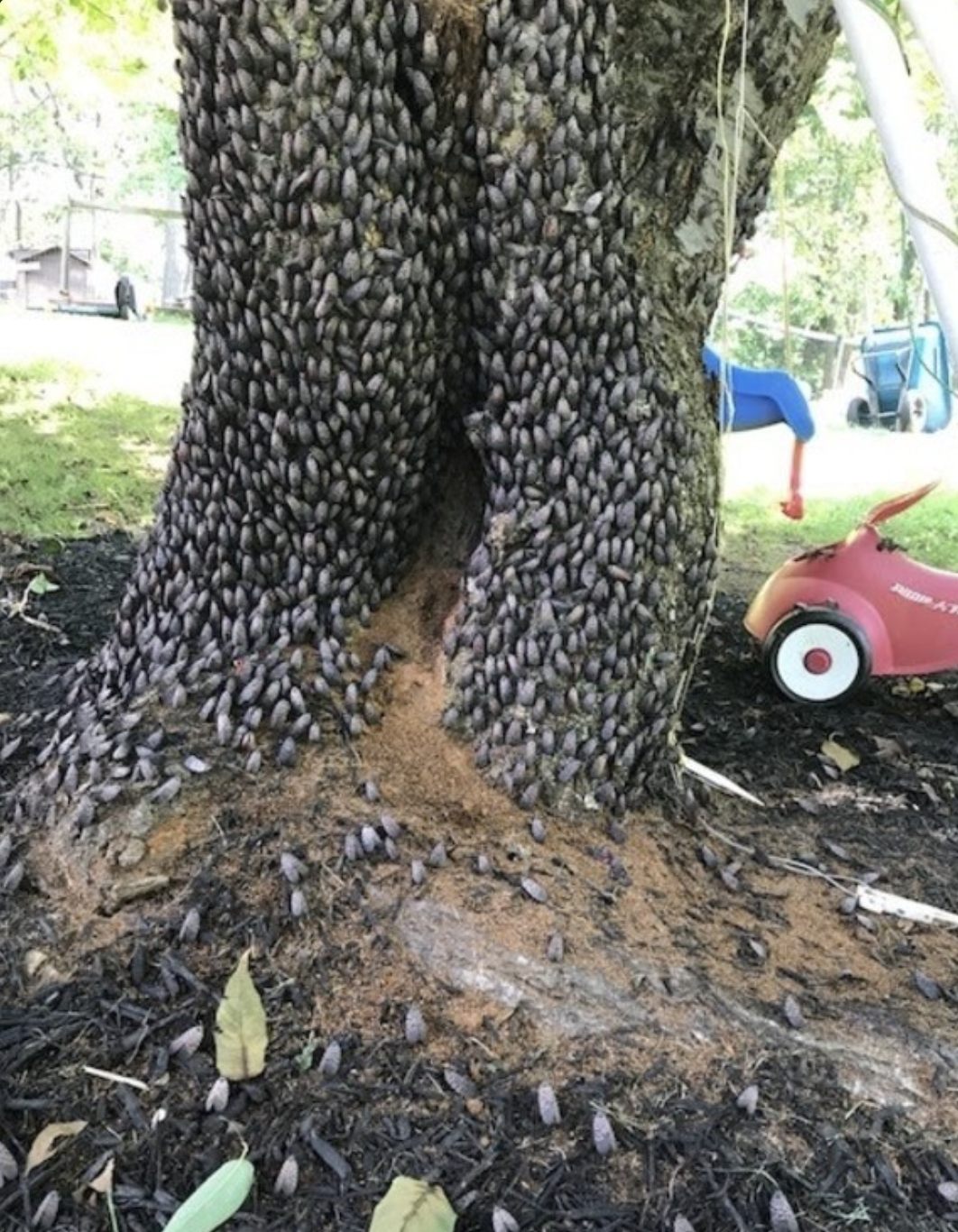 An infestation of invasive spotted lanternflies.