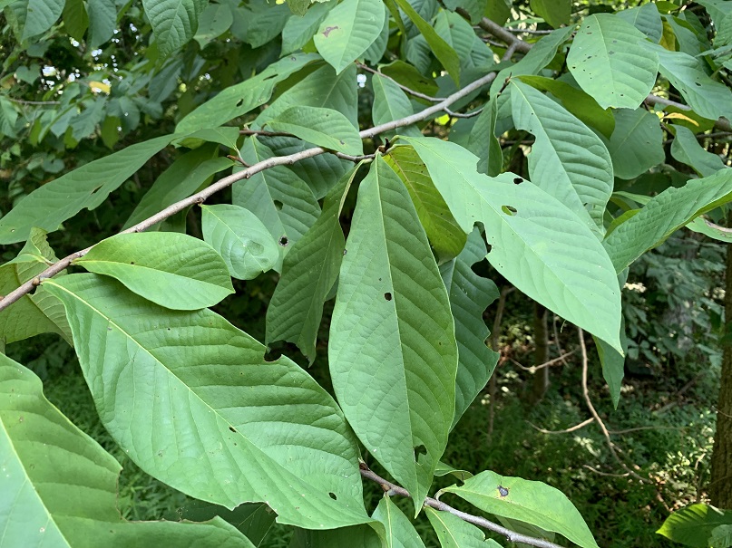 9 Reasons the Pawpaw Is the Ultimate Tree for Survivalists Outdoor Life