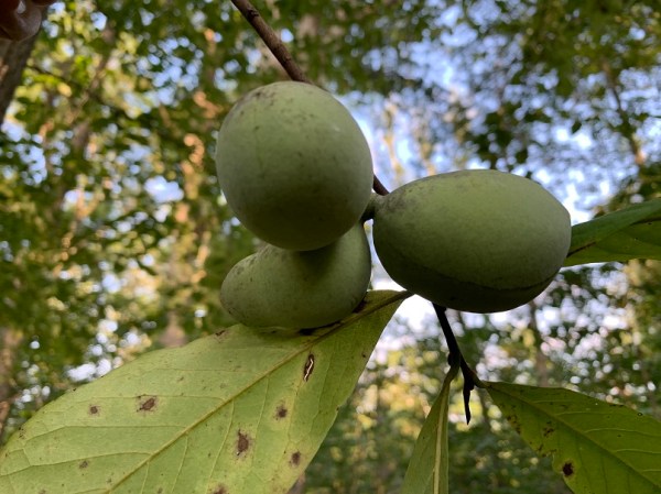 The fruits of a paw paw tree.