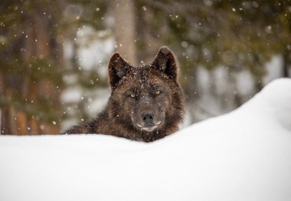 Feds Back Away From Relisting Wolves. Montana Approves Baiting and Night Hunting