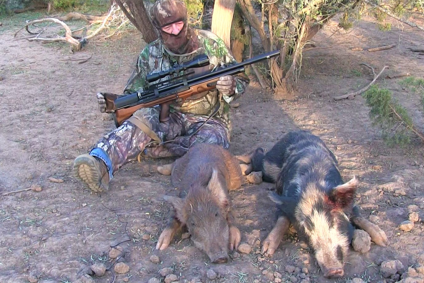 BullBoss pig hunting