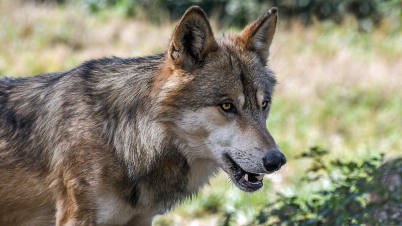 Washington Green Lights the Lethal Take of Two Wolves in Response to Calf Attacks