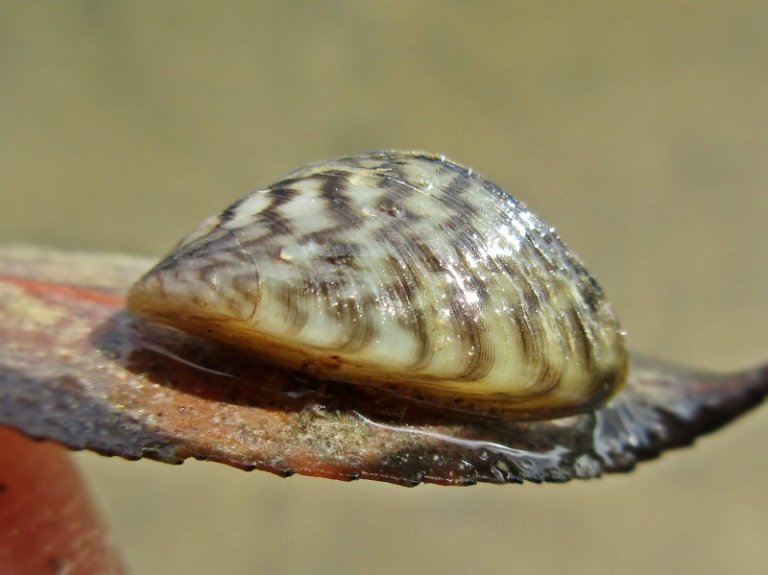 zebra mussel