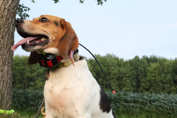A brown and white dog wearing a tracking collar