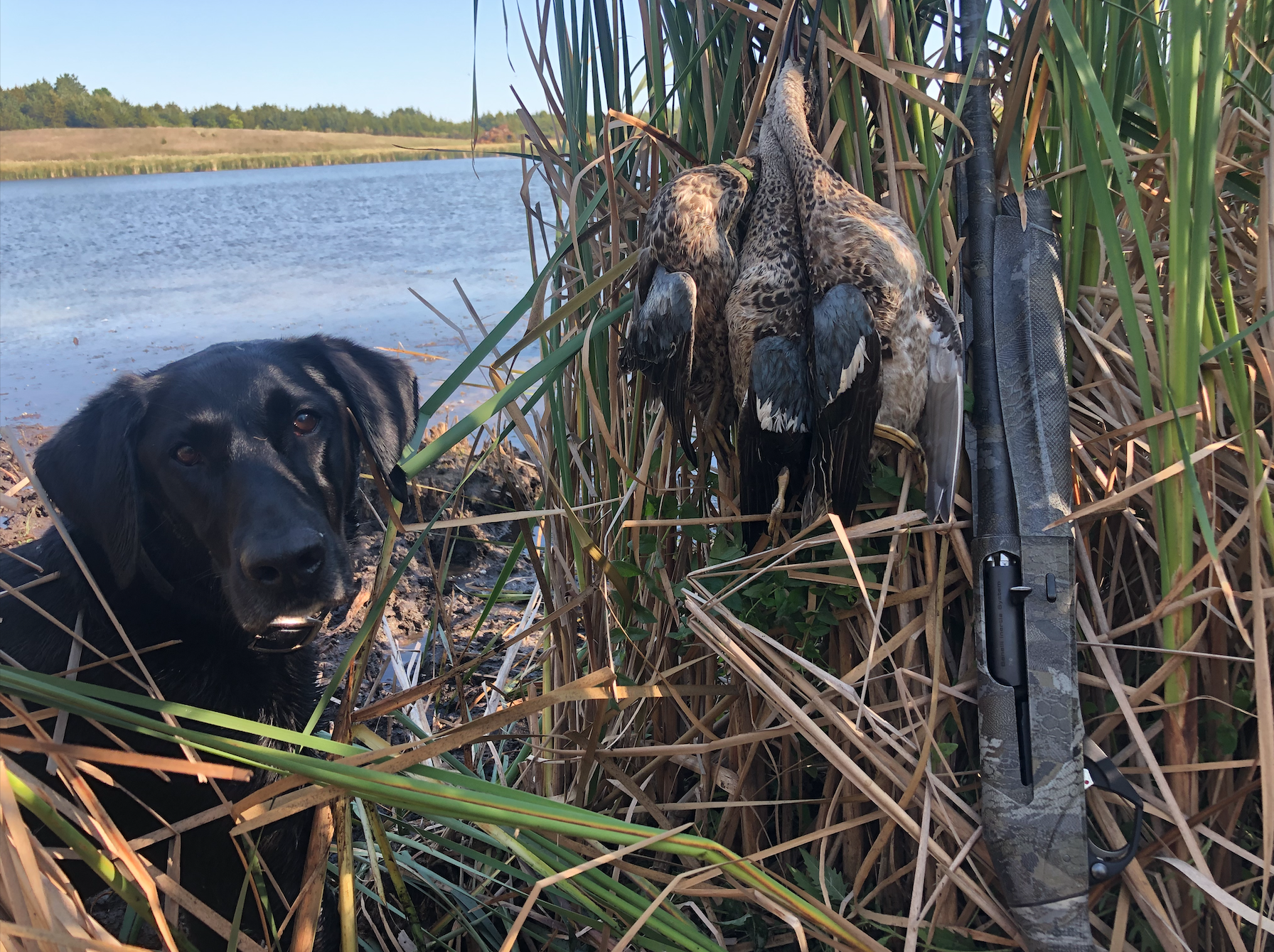 Reducing the duck crippling rate is a matter of smart decision making and using a trained retriever.