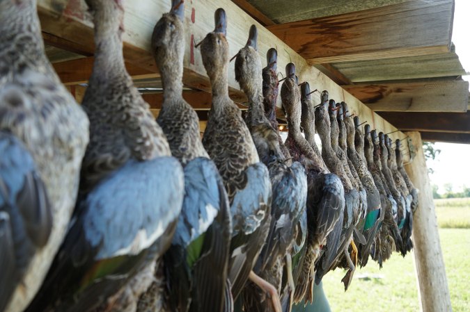 Minnesota’s Early Teal Experiment: More Opportunity for Duck Hunters or a Threat to Duck Hunting as We Know It?