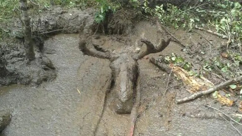 Two Ontario Prospectors Saved a Bull Moose Stuck Up to Its Neck in Mud