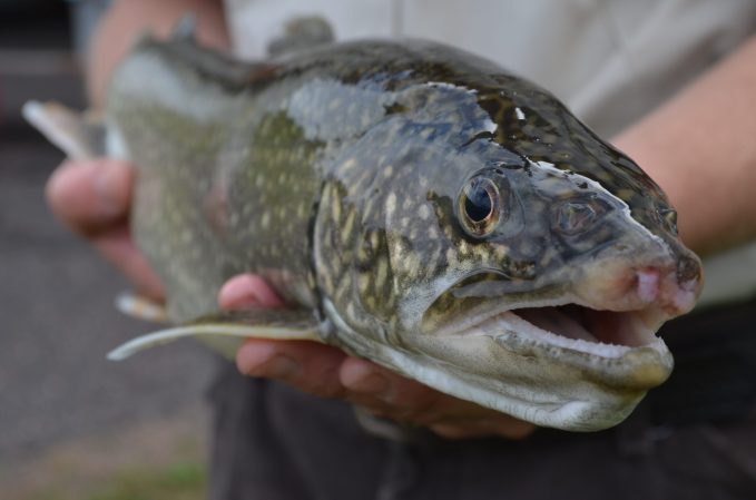 Researchers Mapped Lake Trout Genes So We Can Restore the Fish to the Great Lakes